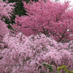 Thumbnail of post image 103