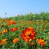 Thumbnail of new posts 126